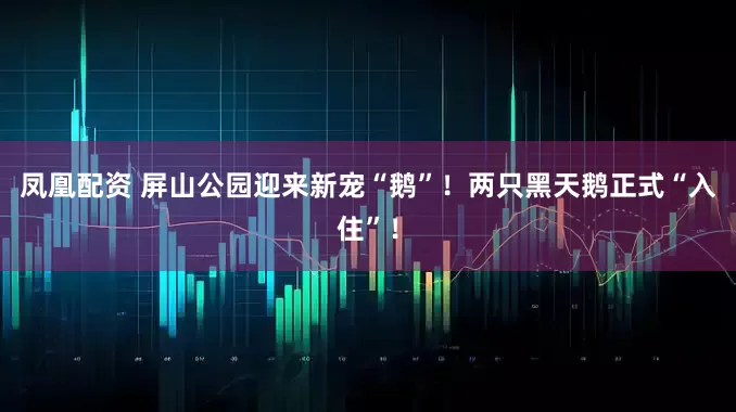 凤凰配资 屏山公园迎来新宠“鹅”！两只黑天鹅正式“入住”！